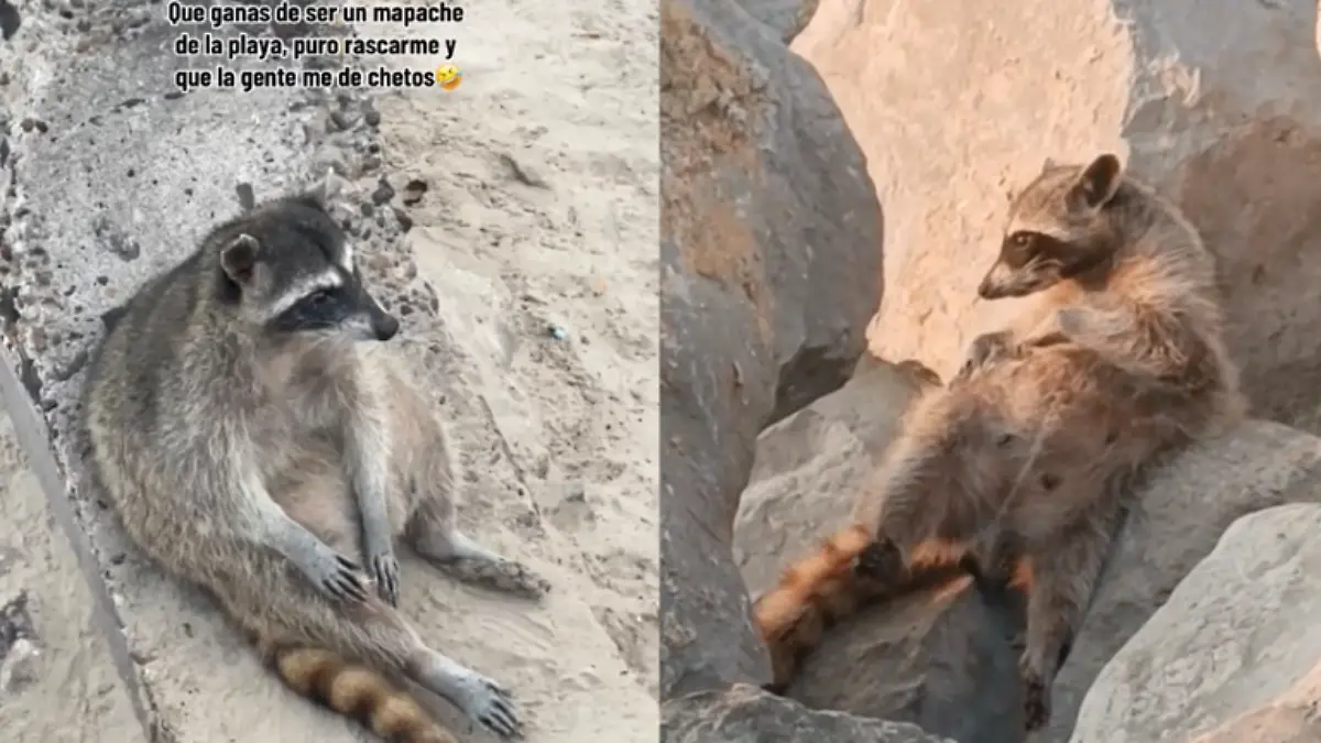 En Las Escolleras de playa Miramar a menudo se les puede encontrar tomando el sol y degustando comida